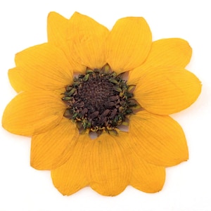Pressed flowers, yellow mini sunflower 10pcs for floral art, resin craft, scrapbooking