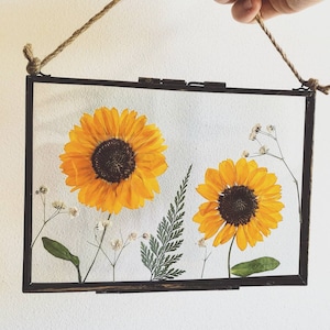 Real pressed dried flower botanical glass hanging wall frame, rustic cottage wall decor, farmhouse decor, herbarium wall art, sunflower 7x5"