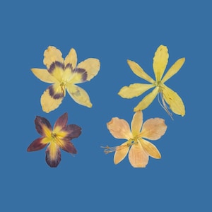 3 Real Dried And Pressed Deconstructed Lily Flowers
