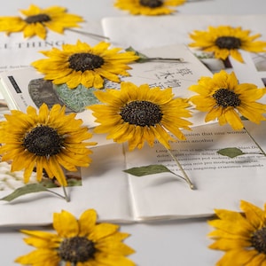 Pressed Flower,Sunflower Pressed Flower,Set of 2 PCS,Pressed Yellow Dried Flower Stem Real Pressed Flowers Dry Natural Preserved Flowers