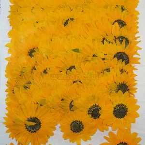 Real Dried Pressed flowers Yellow Red Sunflowers