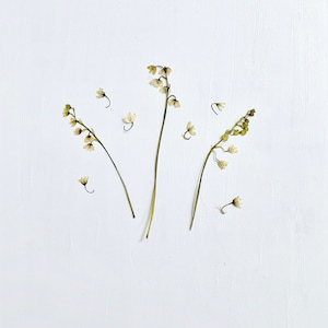 Pressed lily-of-the-valley - 3 real flower stems + bells - grown in NJ, USA - crafts, resin, jewelry, wedding, candles, soap (F/LILY 1)