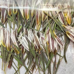 Pressed Flower,Little lily Pressed Flower,12 PCS/pack,lily Stems Pressed Dried Flower,Flowers Wedding Flowers Invitaion