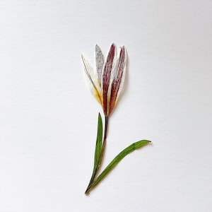 Lily flower pressed,Pressed flower,dried flower,flower,dry flower,pressed nat,dried flower for resin,dried flower,dry flower for resin