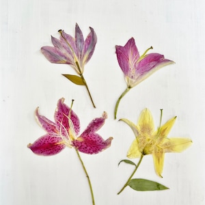 Pressed lilies  - 1 real Asiatic lily flower -  crafts, resin, jewelry, wedding decor, candle, cards (F/LILY 2)