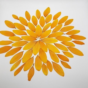 Pressed Sunflower Petals, 30 Pieces