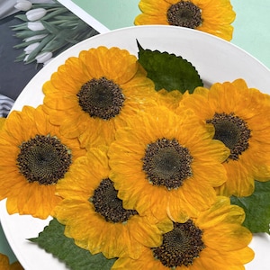 Large Pressed Sunflower;Pressed Yellow Flower;Sunflower;Dried Pressed Sunflower for Resin/Art Crafts/diy/Jewellery/Epoxy/Candle-Making HYLX