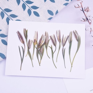 Dried Pressed Lily Flower with Branch, Dried Flower Bud for Resin, Scrapbooking, Resin Fillers, Pressed Dried Florals - 12pcs/pack