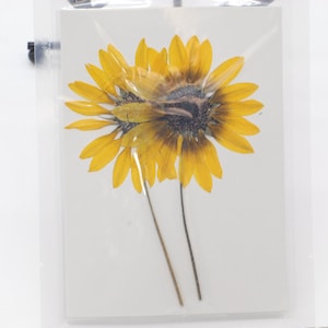 2PCS Real Pressed dried sunflower with stem, yellow flower front pressed FSS70