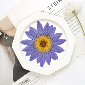 Pressed Dried Water Lily for Floral Art Craft Resin Cast