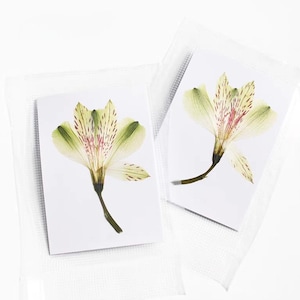3/5/10 Pressed Lily Flowers;Pressed Dried Lily Flowers;Pressed Lily Flowers for Resin/Crafts/DIY/Jewellery/Epoxy/Scrapbooking/Wedding Decor