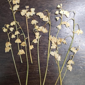 Pressed Lily Of The Valley Flowers