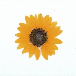 Pressed Dried Sunflower for Floral Art Craft Resin Cast