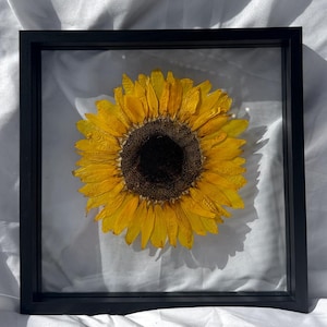 Sunflower Pressed Flower Frame | Wall Decor | Preserved Sunflower | Pressed Flower Art | Sunflower Keepsake | Real Sunflower