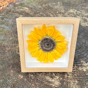 Real Sunflower, 5x5 Shadow Box, Preserved Real Flower, Pressed Flower Frame, Wall Art, Home Decor, Nature Lovers Gift, Flower Preservation