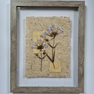 Pressed Lily of the Nile